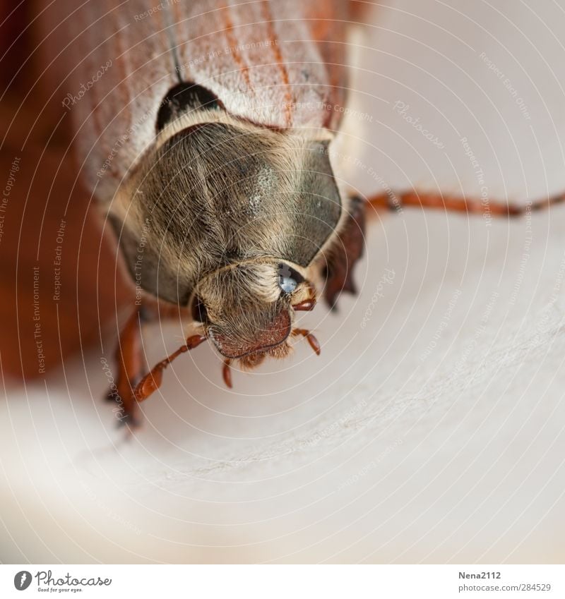 to stroke... Nature Animal Spring Summer Autumn Beetle Animal face 1 Brown Hair Insect insect eye May bug Colour photo Exterior shot Close-up Detail