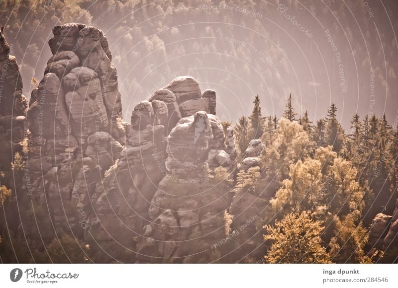 rocky landscape Environment Nature Landscape Plant Forest Rock Mountain Peak Canyon Saxony Saxon Switzerland Bad Schandau Bastei Subdued colour Exterior shot