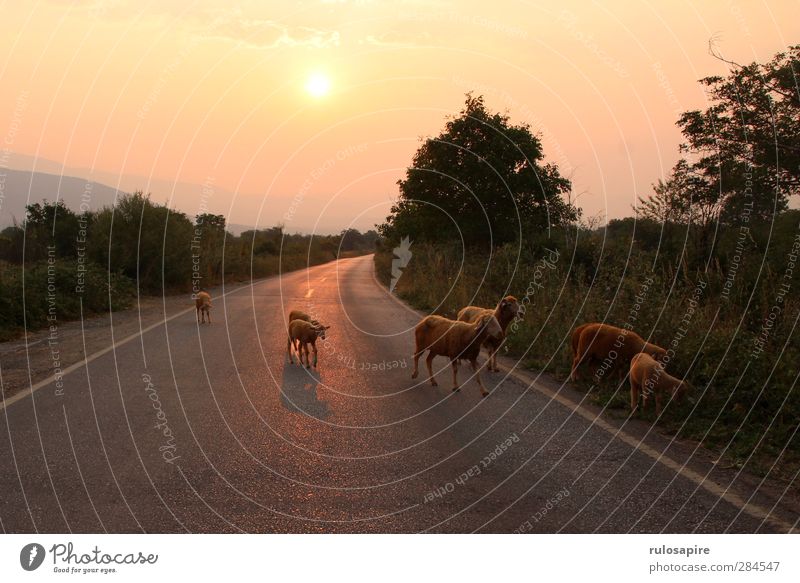 Macedonian morning Adventure Far-off places Freedom Summer Sun Landscape Street Animal Farm animal Wild animal Sheep Flock Herd Poverty Natural Rebellious Gold