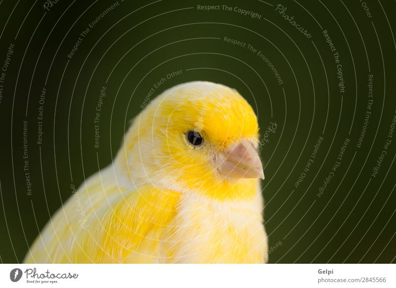 Beautiful yellow canary Exotic Nature Animal Pet Bird Wild Yellow White Colour Beak perching Domestic wing Shot Feather avian captivity eye canaria Finch