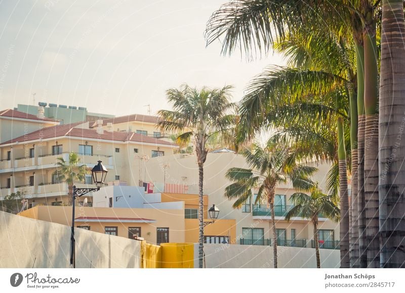 Puerto de la Cruz, Tenerife Palm tree High-rise House (Residential Structure) Canaries Spain South Town Sun Hot Climate change Warmth Vacation & Travel Summer