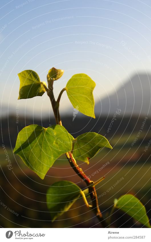 in the evening light delight Environment Nature Plant Sky Autumn Beautiful weather Ivy Leaf Foliage plant Park Mountain Illuminate Growth Blue Green Romance