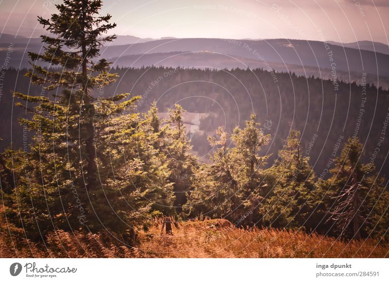 visibility Environment Nature Landscape Tree Forest Hill Mountain Romania Siebenbürgen Far-off places Vantage point Colour photo Exterior shot Deserted Day