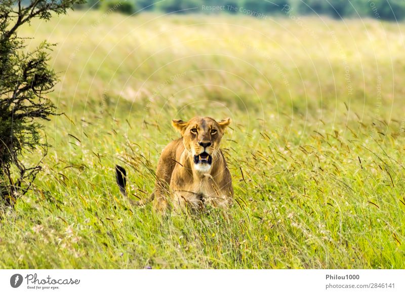 Lioness sitting in the savannah Face Vacation & Travel Woman Adults Nature Animal Park Cat Natural Wild Yellow Dangerous Nairobi Africa african background