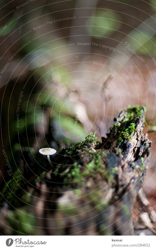 Small and alone Environment Nature Plant Autumn Tree Moss Mushroom Forest Growth Brown Green Individual Overgrown Tree stump Colour photo Subdued colour