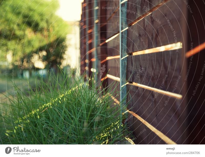 warmth Environment Nature Beautiful weather Grass Garden Meadow Natural Colour photo Exterior shot Close-up Detail Deserted Day Light Shadow Sunlight Sunbeam