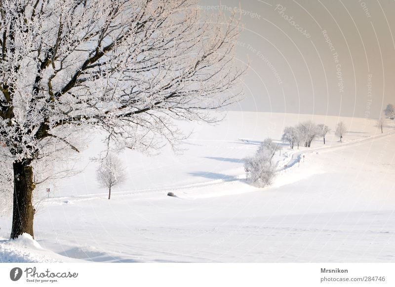 winter magic Leisure and hobbies Hiking Nature Landscape Sunrise Sunset Winter Beautiful weather Ice Frost Snow Tree Field Village Outskirts Deserted Street