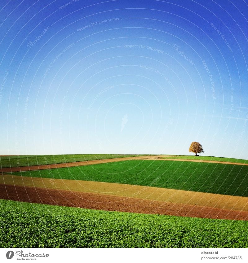 's Ländle Nature Landscape Earth Sky Horizon Beautiful weather Tree Field Blue Brown Yellow Gold Green Orange Swabia Ditzingen Baden-Wuerttemberg Agriculture