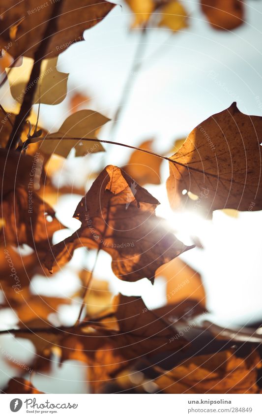 sun helps! Environment Nature Sky Sun Sunlight Autumn Leaf Autumn leaves Illuminate Warmth Multicoloured Orange Transience Change Colour photo Exterior shot