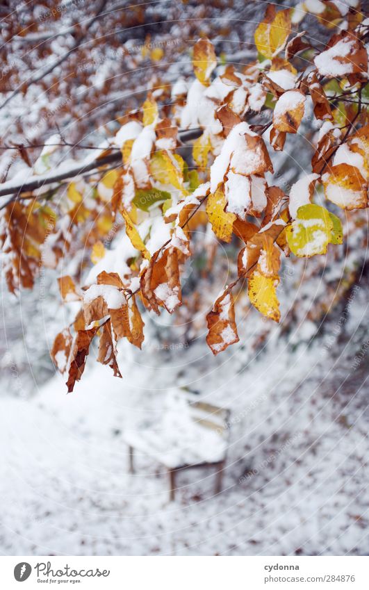 Autumn-Winter Environment Nature Climate change Weather Ice Frost Snow Tree Esthetic Loneliness Uniqueness Experience Colour Idyll Cold Life Calm Beautiful