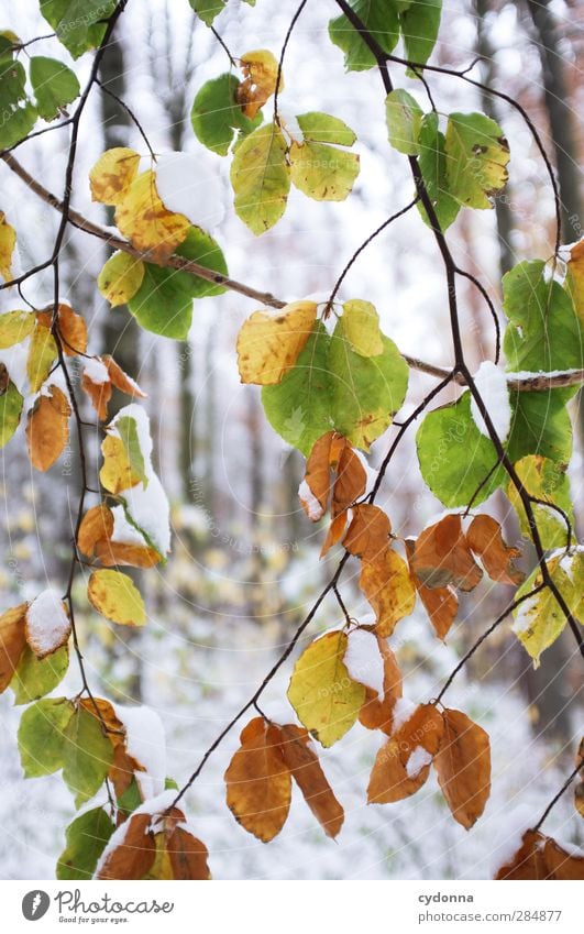 The last leaves Environment Nature Autumn Winter Climate change Weather Ice Frost Snow Tree Leaf Forest Esthetic Uniqueness Discover Idyll Cold Life Calm