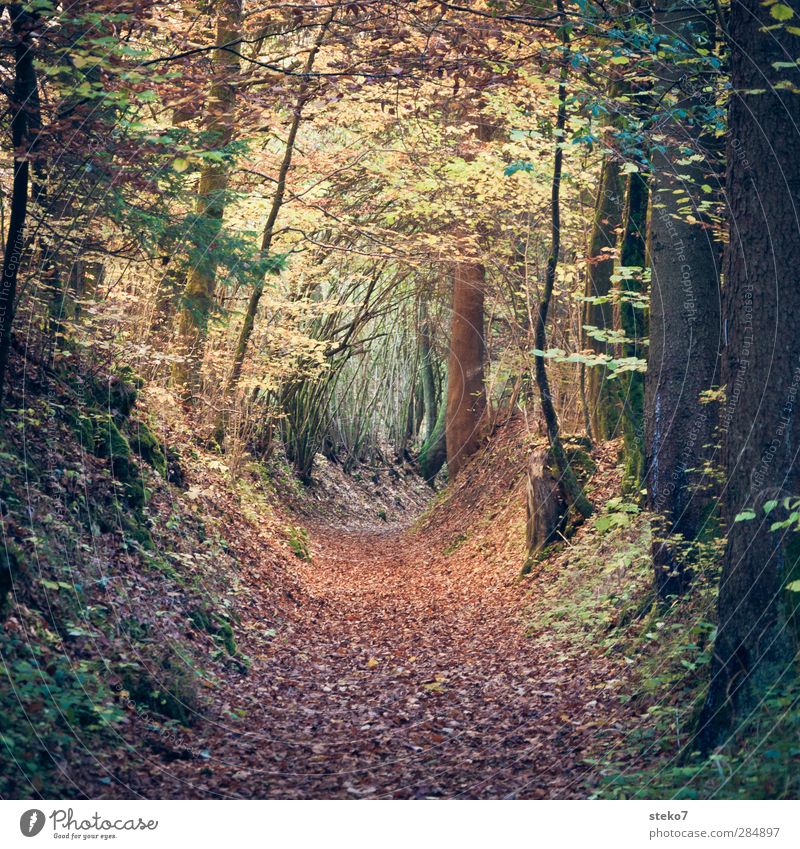 leaf tube Autumn Leaf Forest Hiking Brown Green Transience Change Lanes & trails Footpath Mystic Enchanted forest Colour photo Exterior shot Deserted