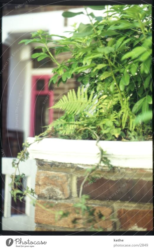 red door Red House (Residential Structure) Wall (barrier) Plant Green Door Pteridopsida