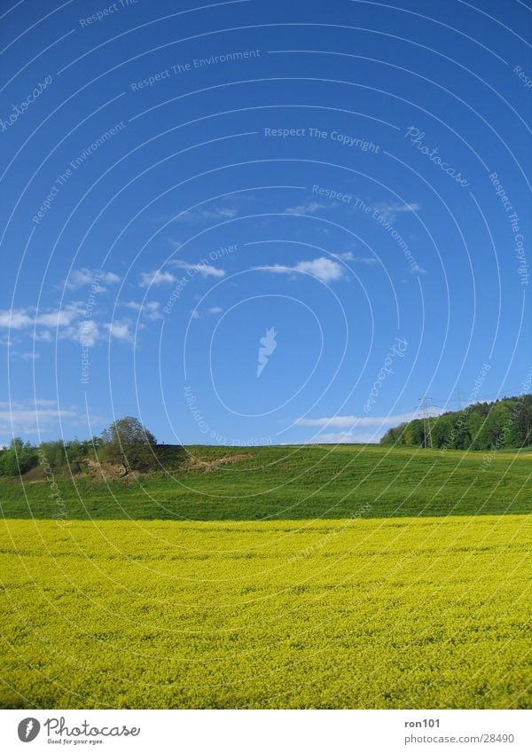 My Office View Canola Canola field Tree Yellow Green Clouds Hill Meadow Sky Blue