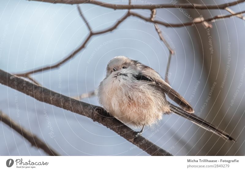 Puffed Tit Nature Animal Sky Sunlight Beautiful weather Tree Wild animal Bird Animal face Wing Claw Long-tailed Tit Tit mouse Feather Beak Eyes 1 Observe