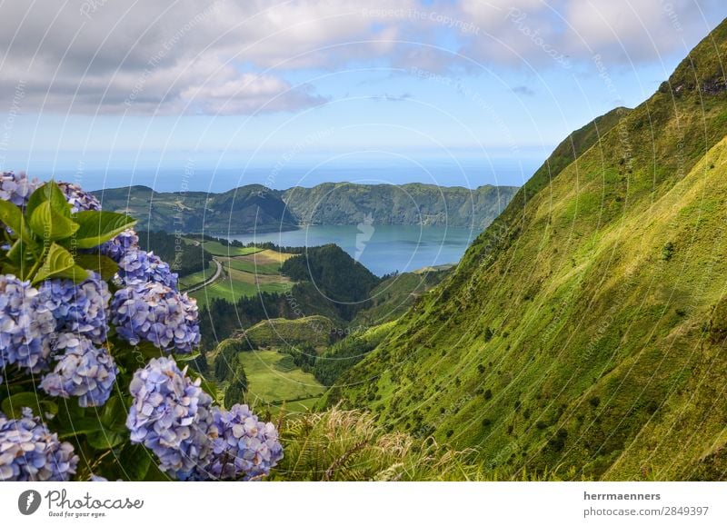 Azores 01 Nature Landscape Plant Sky Clouds Summer Beautiful weather Flower Bushes Leaf Blossom Hydrangea Hill Mountain Volcano Volcanic crater Lakeside Ocean