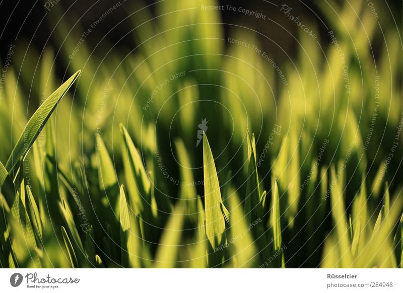 lace grass Sunlight Grass Growth Green Contrast Macro (Extreme close-up) Colour photo Multicoloured Close-up