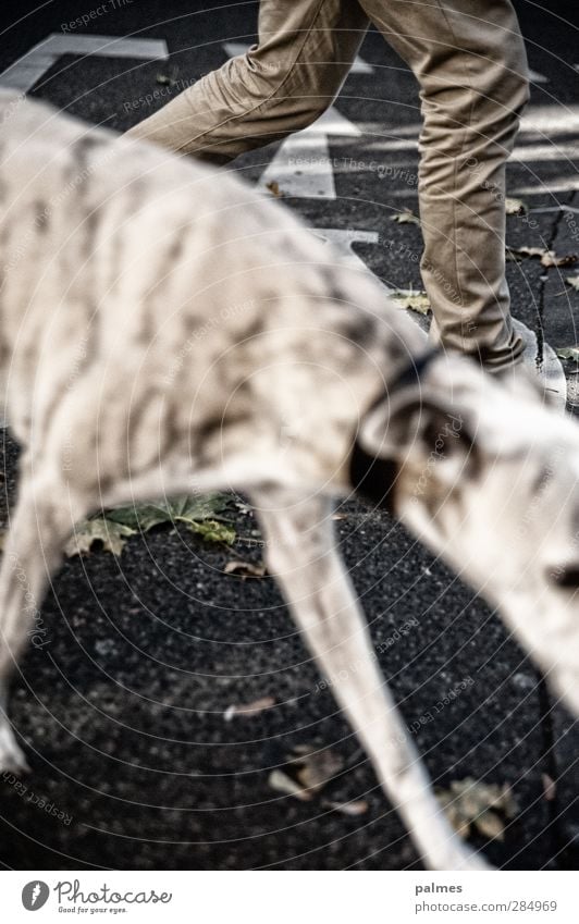 shot in the hip Signs and labeling Movement Going Dog To go for a walk Walk the dog Legs Paw Side by side Colour photo Exterior shot Blur Shallow depth of field