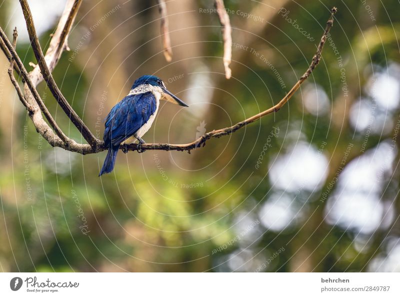 observer Animal portrait blurriness Sunlight Contrast Light Exterior shot Close-up Detail Deserted Day Colour photo Uniqueness Flying Malaya Blue pretty