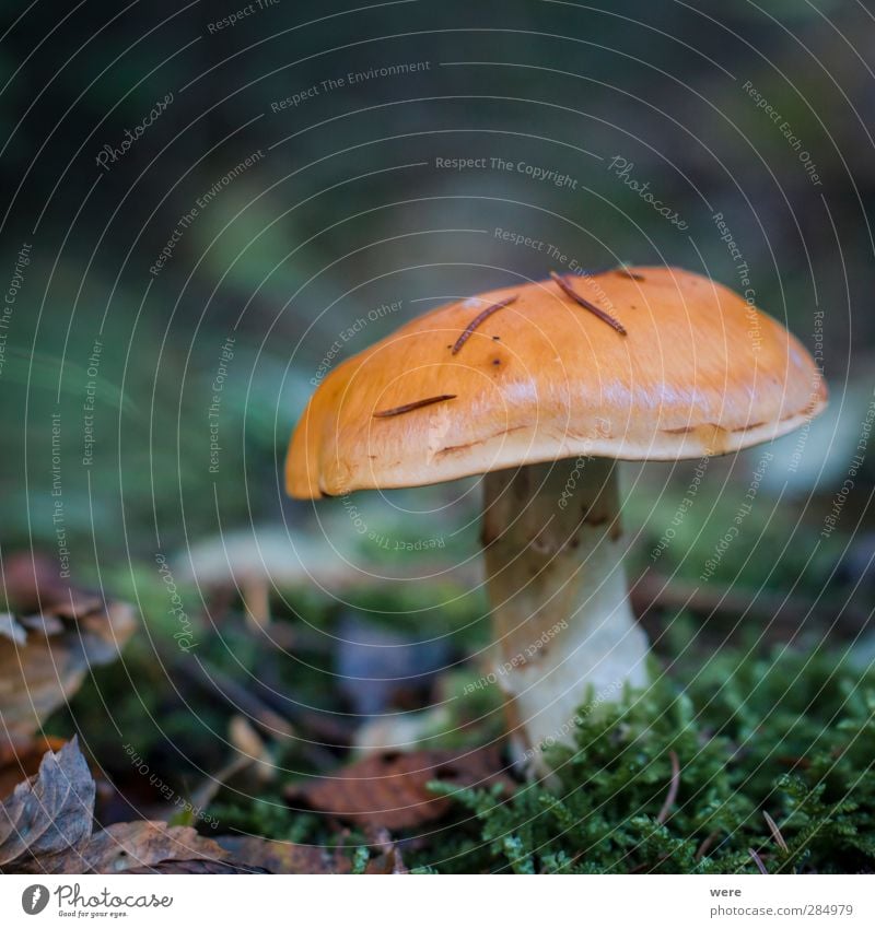 A little man stands in the forest... Food Nature Autumn Leaf Forest Eating Healthy Autumn leaves Mushroom Colour photo Close-up