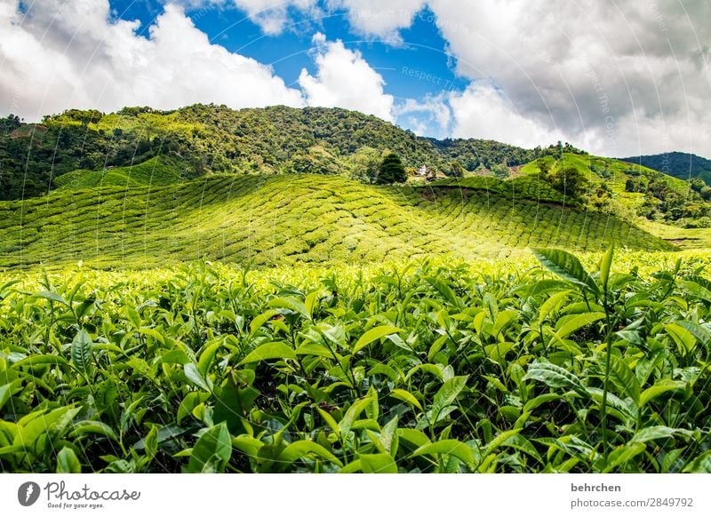 good-morning tea Vacation & Travel Tourism Trip Adventure Far-off places Freedom Environment Nature Landscape Sky Clouds Plant Tree Bushes Leaf