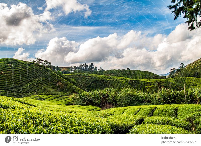 Outside only jugs Vacation & Travel Tourism Trip Adventure Far-off places Freedom Nature Landscape Sky Clouds Plant Tree Bushes Leaf Agricultural crop