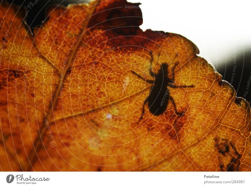 autumn shadow Environment Nature Plant Animal Autumn Leaf Beetle Near Natural Brown Black Autumn leaves Autumnal Crawl Colour photo Multicoloured Exterior shot