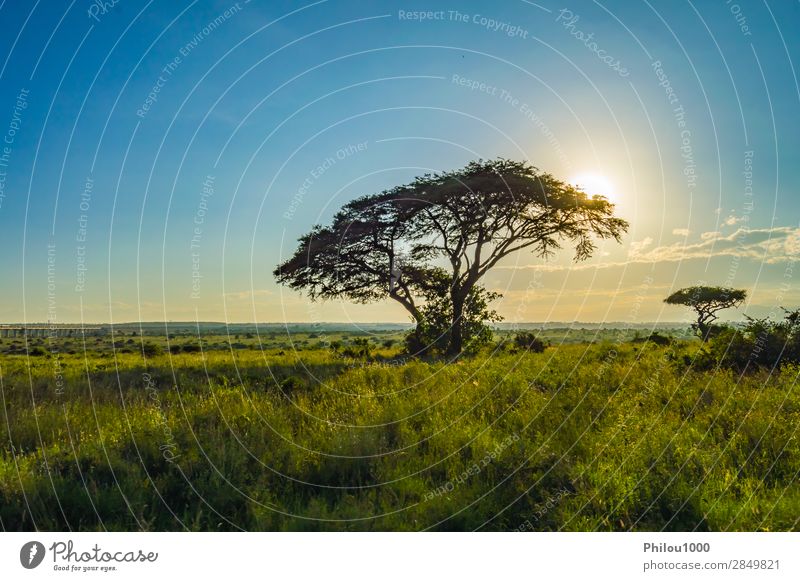 View of the sunset on the savannah Vacation & Travel Safari Mountain Nature Landscape Tree Grass Park Large Wild Nairobi Africa african background head Kenya