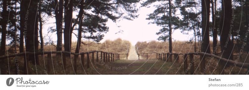 way to the beach Beach Ocean Germany Europe Beach dune Baltic Sea