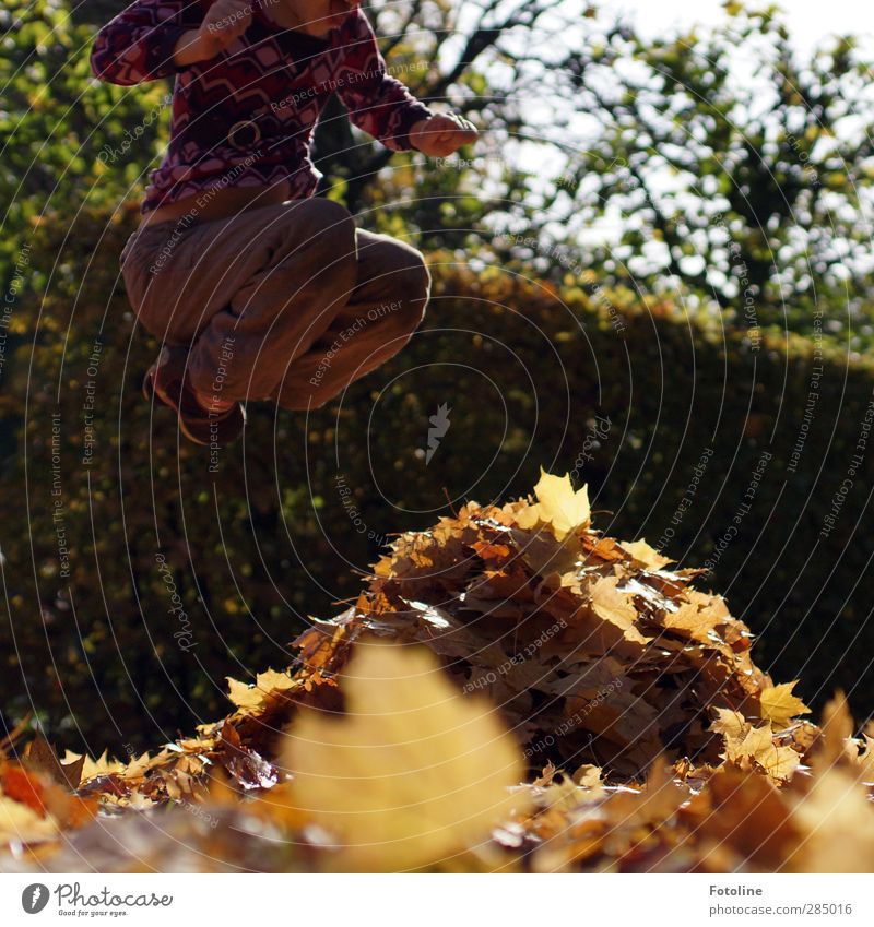 absolute HERBSTspaß!!! Human being Feminine Child Girl Infancy Body Mouth Arm Hand Legs Environment Nature Plant Autumn Beautiful weather Tree Leaf Brash Free