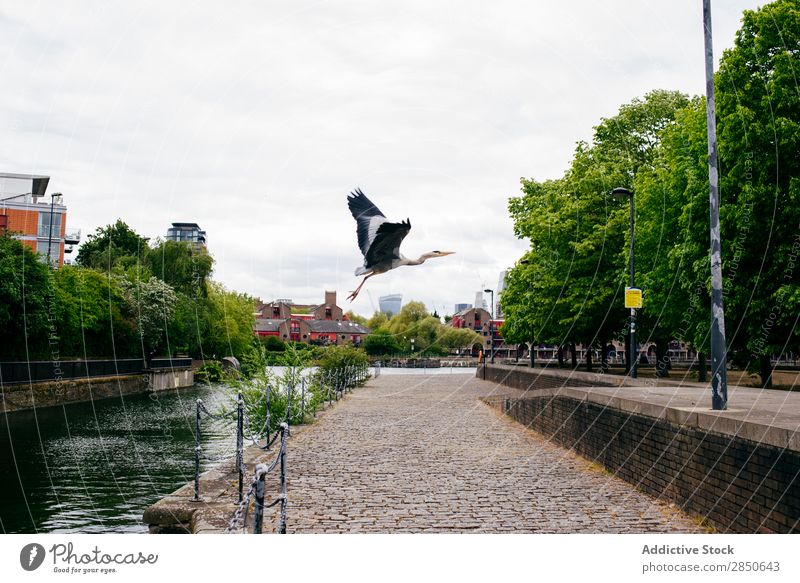 Crane flying above city embankment City Embankment Bird Skyline Pavement Town Landscape Promenade River Vacation & Travel Picturesque Water Summer Tree