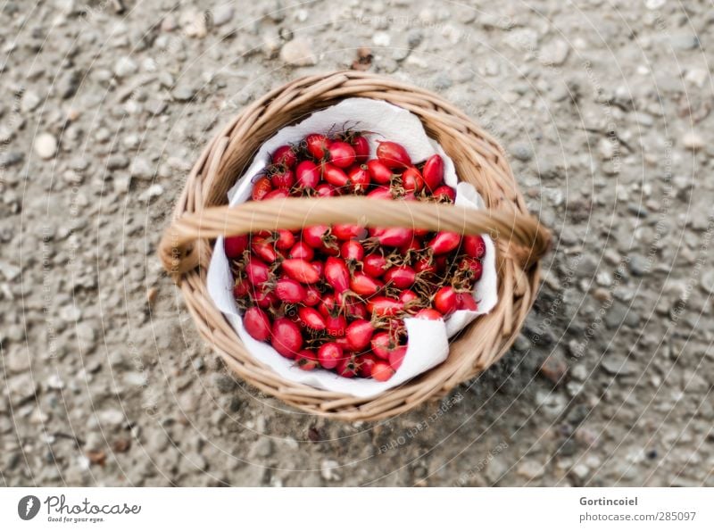 rose hips Organic produce Nature Autumn Fresh Gray Red Autumnal Rose hip Basket Harvest Fruit Natural Collection Colour photo Exterior shot Copy Space left