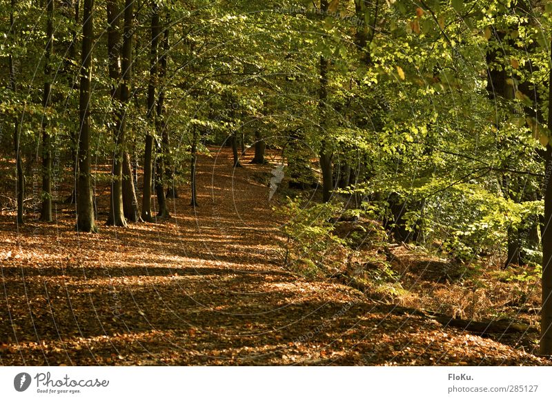 shining forest Hiking Environment Nature Landscape Plant Sunlight Autumn Beautiful weather Tree Leaf Foliage plant Forest Natural Brown Green To go for a walk