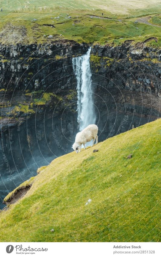 Sheep pasturing in highlands Pasture Highlands Landscape Agriculture Flock Nature Farm Livestock Summer Green scenery Environment Animal Meadow Rural Mountain