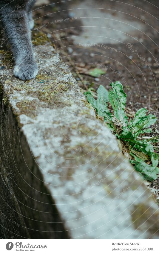 Crop feline paw walking on sidewalk Cat paws Walking Pavement Pet explore Street Animal Concrete Soft Border Ground hiding tranquil Mammal Rural Sidewalk