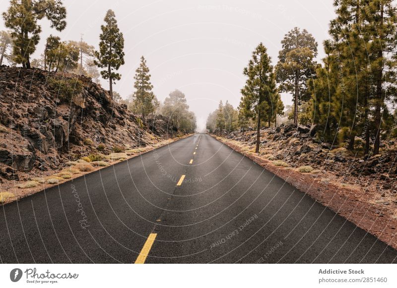 Road running away in rocks Street Rock Highway Traveling Tourism Summer Landscape Vacation & Travel Trip Nature Curve Cliff Vantage point Tree Rural Adventure