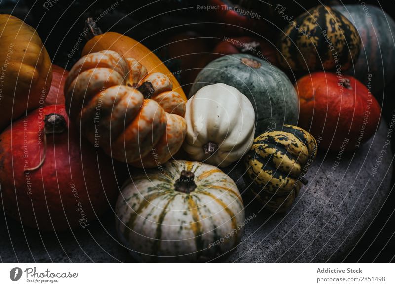 Colorful pumpkins in dark composition Pumpkin Dark Harvest Rustic Cultivation Autumnal Seasons Multicoloured Garden Organic Agriculture Background picture