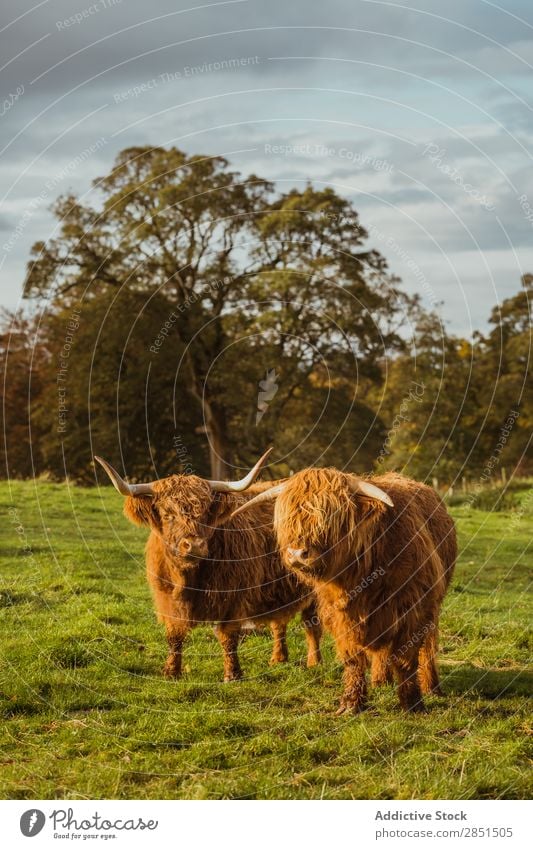 Cattle pasturing on green land Pasture Cow Grassland Morning Bull Meadow Farm Landscape Summer scenery Natural Colour Field Agriculture Green Vantage point