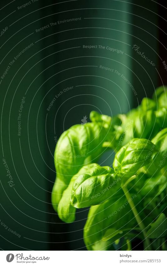 fresh basil Herbs and spices Basil Organic produce Italian Food Agricultural crop Pot plant Esthetic Fragrance Fresh Green To enjoy Dark background Basil leaf