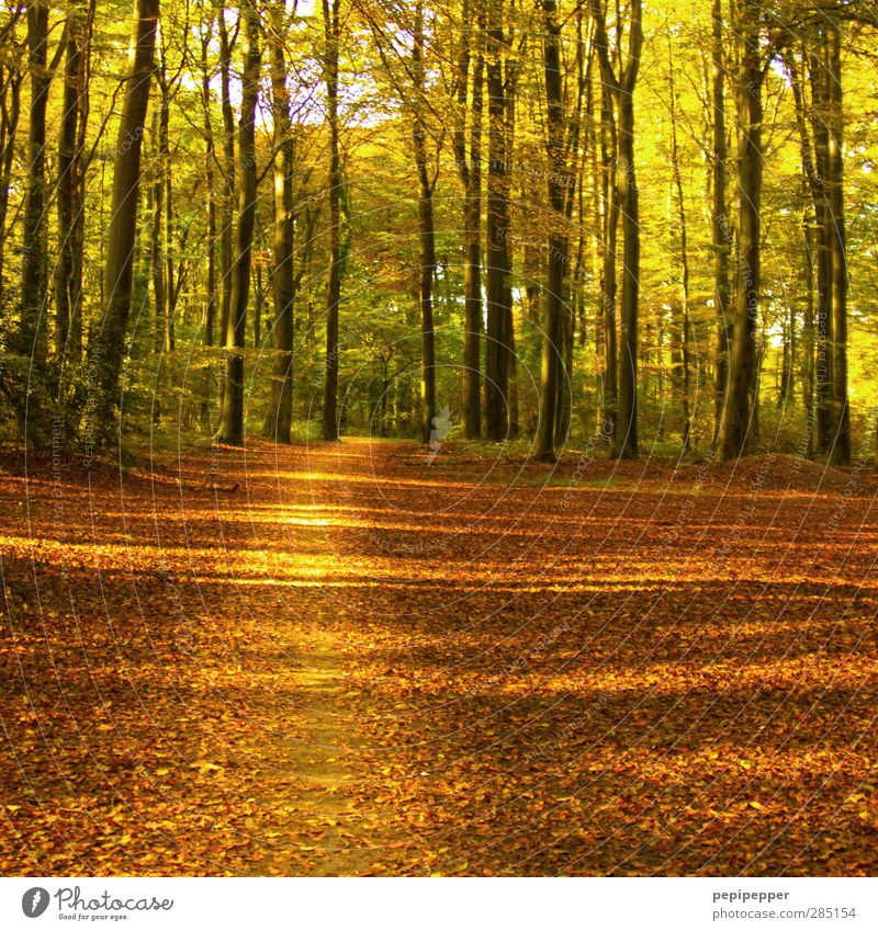 stay on track Hiking Nature Landscape Plant Earth Autumn Beautiful weather Tree Leaf Forest Lanes & trails Diet Blossoming Faded To dry up Dry Brown Gold Green