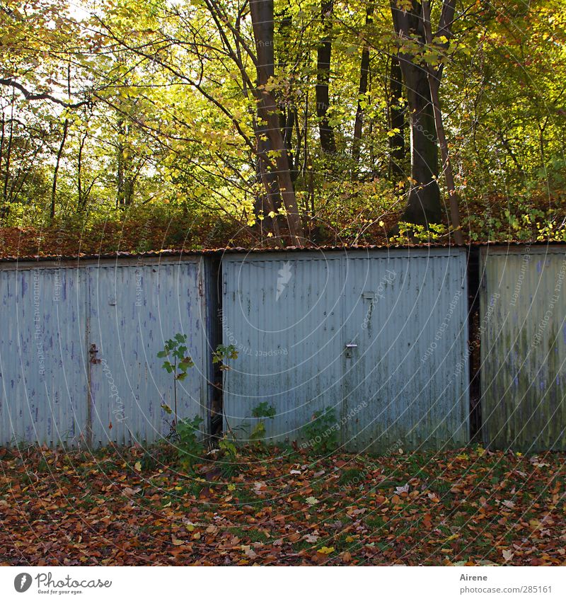 vehicle end disposal Tree Leaf Autumn leaves Edge of the forest Village Outskirts Deserted Building Garage Garage door Backyard Motoring Metal Old Blue Brown