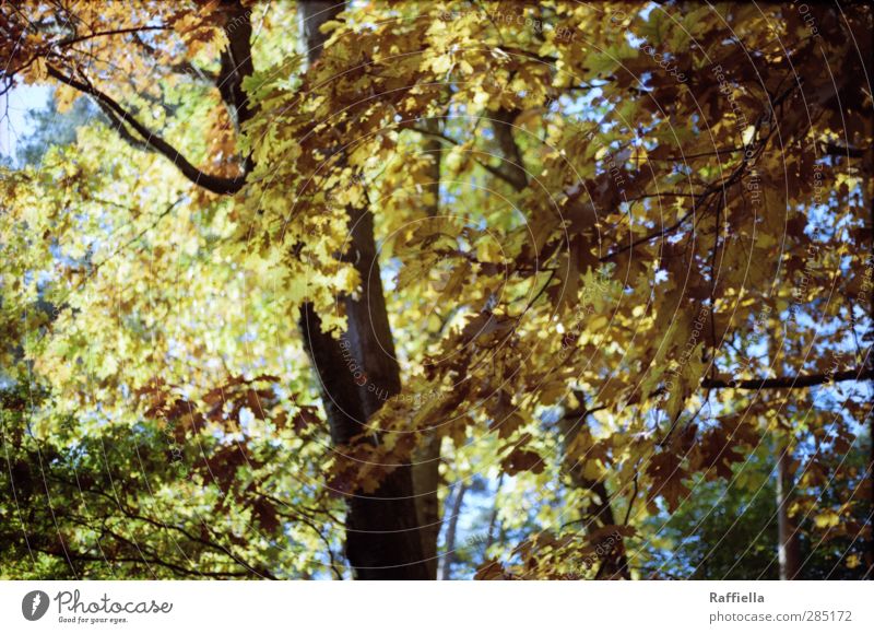 gold leaf Environment Nature Elements Sky Plant Tree Leaf Oak tree Oak leaf To fall Illuminate Brown Yellow Gold Deciduous tree Autumn Autumn leaves