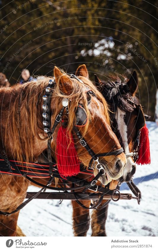 Portrait of horses in the snow Horse Snow Animal Winter Portrait photograph White Nature Head Farm Background picture Beautiful Mammal Cold Beauty Photography