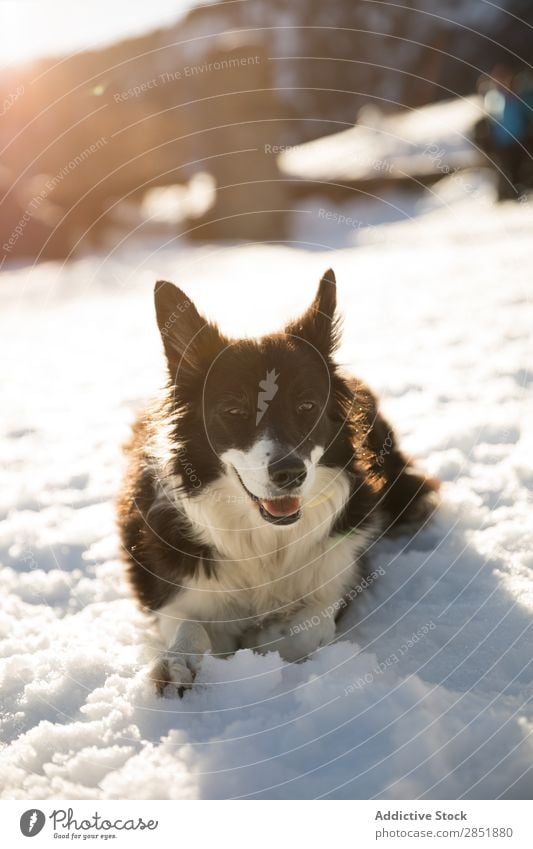 Dog in the snow Snow Happy Cute Background picture White Mountain Portrait photograph Brown Beautiful Winter Face big Pet Friendship Funny Looking Nature Animal