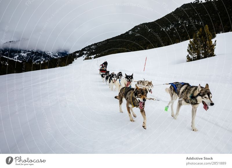 Dog sledding Husky Sledding Lapland Finland Sledge Winter Adventure Snow Racing sports White Team Sleigh Teamwork Animal siberian Nature Vacation & Travel Cute