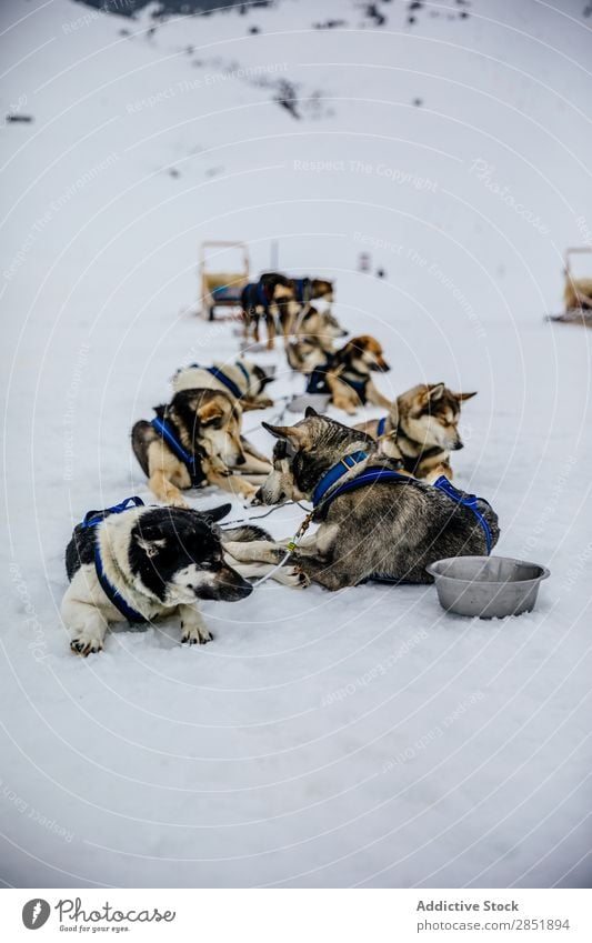 Dog sledding Husky Sledding Lapland Finland Sledge Winter Adventure Snow Racing sports White Team Sleigh Teamwork Animal siberian Nature Vacation & Travel Cute