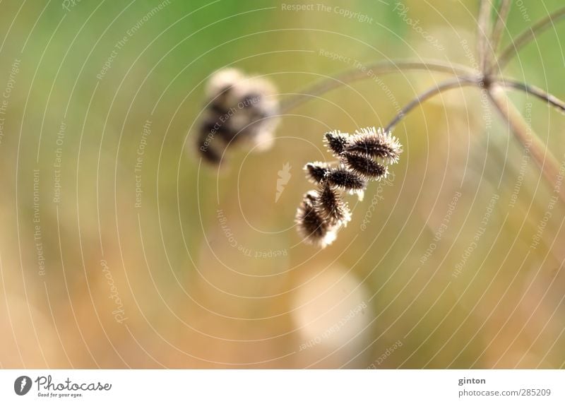 Dried umbel Environment Nature Landscape Plant Sunlight Autumn Beautiful weather Grass Bushes Wild plant Meadow Glittering Hang To dry up Exotic Thorny Dry