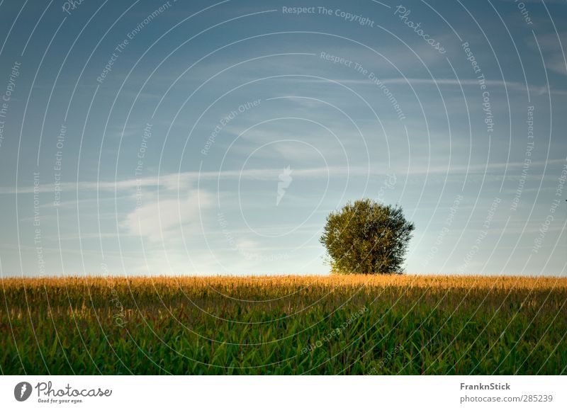 Out in the Fields Nature Landscape Plant Earth Air Sky Clouds Autumn Beautiful weather Tree Grass dungeonade Netherlands Europe Deserted Moody France autum