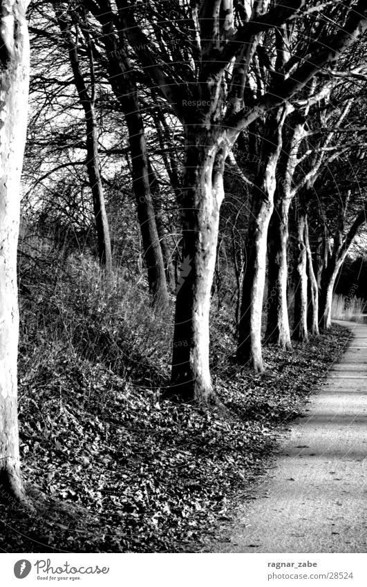 Calm before the storm Tree Black White Emsland district Lanes & trails Sewer Sadness