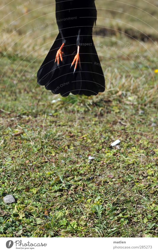 Finally non-smokers Animal Autumn Grass Bird 1 Green Black Departure feet Jackdaw Cigarette Non-smoker Colour photo Exterior shot Copy Space bottom Day